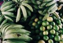 Pinhais recebe intercâmbio para fortalecer estratégias de transição agroecológica no Brasil Pinhais recebe intercâmbio para fortalecer estratégias de transição agroecológica no Brasil