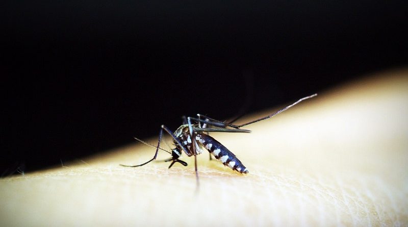 Carnaval reforça cuidados para prevenção da dengue